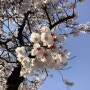 광나루한강공원 벚꽃구경 천호대교에서 아산병원 가는길