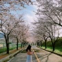 [고창데이트] 석정온천 뒤 산책길에서 벚꽃 구경