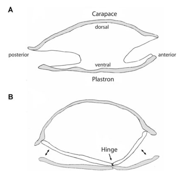 거북이 : Plastron hinge (hinged plastron) : 네이버 블로그