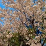 봄날, 회사 뒷 길에서 만난 꽃나무들