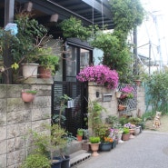 도쿄의 정원없는 주택들의 꽃장식