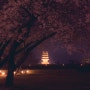 20.04.07 금마 왕궁리오층석탑 (백제세계문화유산) 밤 벚꽃 촬영