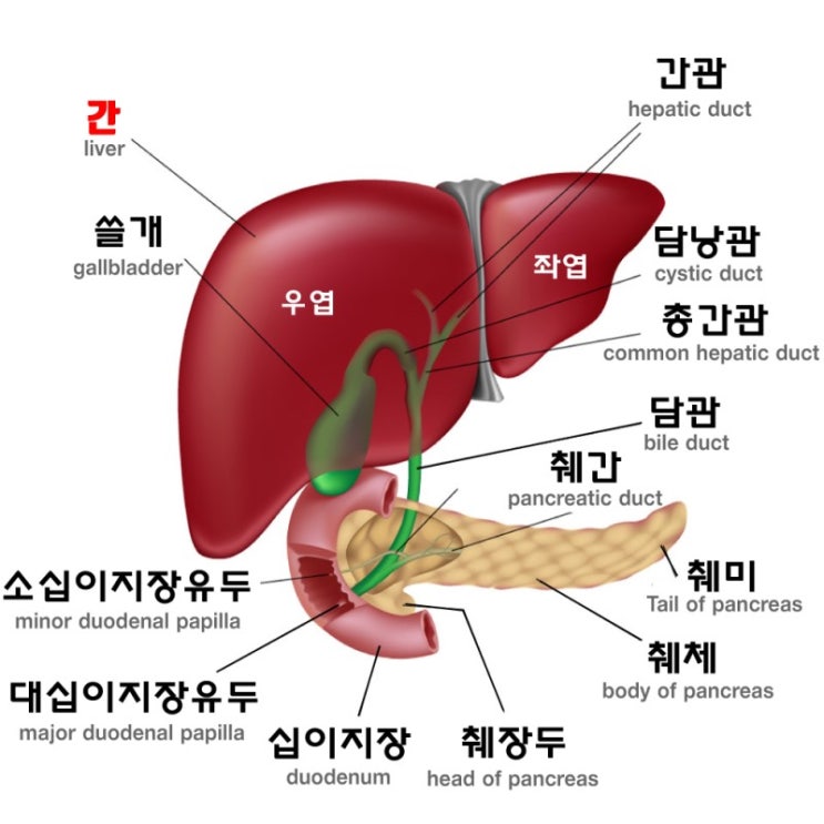 간 - 구조&기능 : 네이버 블로그