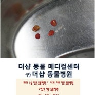 송파구 강아지 방광 결석 수술, 강아지 혈뇨, 송파구 동물병원