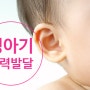 영아기 청력 발달