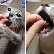 아비시니안 고양이 레오 사료 기호성 테스트 (하림펫푸드)