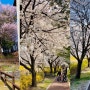 죽동 제로에너지하우스zeeHome과 반석천변의 10번째 봄_활짝 피어난 홍매화, 목련, 벚꽃과 개나리의 풍경들