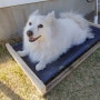 여름용 강아지 침대 만들기 (강아지 썬 베드)