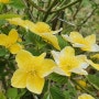 노란 꽃 황매화