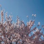 대전 벚꽃 스팟 & 벚꽃 엔딩 ❤︎