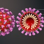 ◆ 호주 연구팀 “구충제 이버멕틴이 코로나19 바이러스 잡는다"