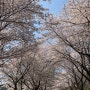 전북 벚꽃 명소 개암사