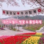 대전 오월드 벚꽃 & 튤립 축제