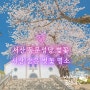 서산 동문성당 벚꽃 명소 감동의 물결