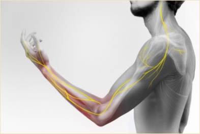 팔 근육 명칭 쉽게 정리해 드릴게요 : 네이버 블로그