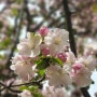 탄천 벚꽃 & 봄꽃 - 지나가는 봄이 아쉬워