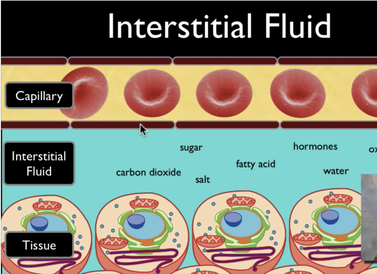 OXYGEN DELIVERY Biology Diagrams