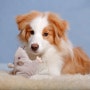 강아지 분리불안 증상 및 대처방법 알아보기