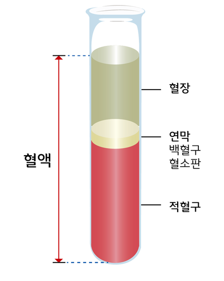 혈장(blood plasma) 이란? : 네이버 블로그