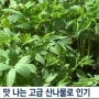 눈개승마 고기나물, 4월이 제철