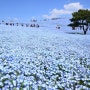 푸른 정원, 네모필라 - 이타치 해변공원, 이바라키현, 2020년 4월