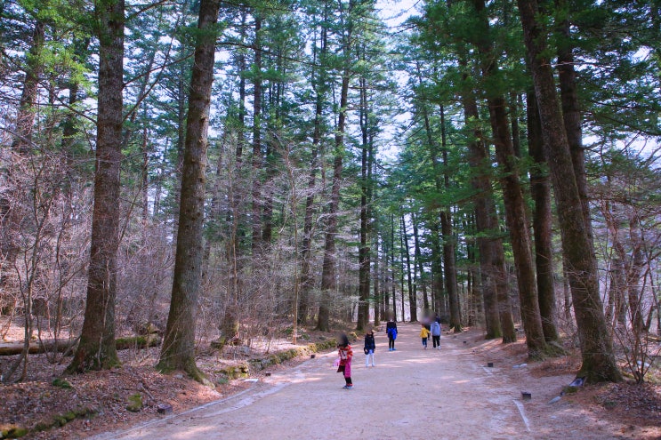 평창가볼만한곳, 오대산전나무숲길, 걷고 싶은 명품 전나무숲길 : 네이버 블로그