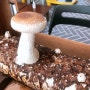 표고키드 표고버섯이 자라나?