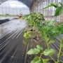 2020. 한바구니농장 유기농 대추방울토마토 심기