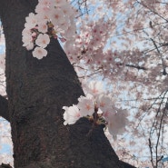 코로나로 못간 꽃구경, 작년 사진으로 대체.. ㅎㅎ 벚꽃 만개🌸