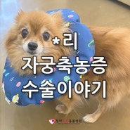 청라동물병원 # 강아지 자궁축농증 증상과 수술이야기 '*리' _ 루비동물병원