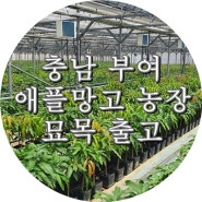 충남 부여 애플망고 농장으로 묘목 출고했습니다.