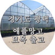 경기도 평택으로 애플망고 묘목 출고했습니다.