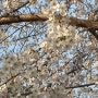 2020년 3월의 어느 날.. 양재천 벚꽃 나들이 ..