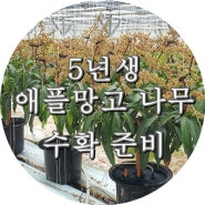 망고야 농장에 5년생 애플망고 나무 수확 준비합니다.