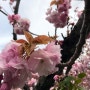 부산여행-1 민주공원 겹벚꽃