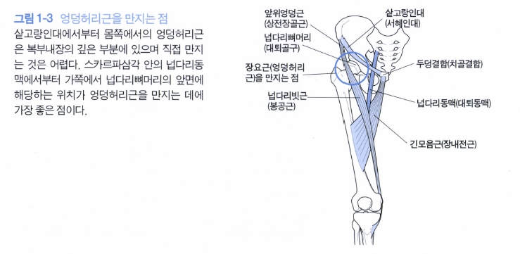 엉덩관절(고관절)에 관계되는 근육, 장요근, 장골근, 대요근 : 네이버 블로그