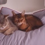 홈랩 기절베개 댕냥쿠션 고양이 방석으로 좋아!
