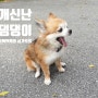 싱가포르 코로나 락다운-정부 권고 공원에서 조깅 및 산책하기 - 비샨 파크 Bishan Park