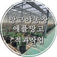 망고야 농장 애플망고 묘목에서 망고 적과 작업합니다!