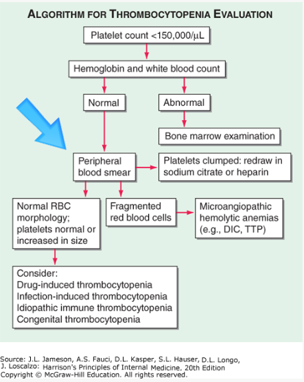 Algorithm for evaluating the thrombocytopenic patient : 네이버 블로그