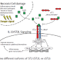 New prognostic biomarker in cardiovascular field: ST2(IL1RL1)