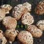 강원양양 친환경농산물 포유팜농장 맛좋고 질좋은 원목표고버섯이 이쁘게 올라오다.//표고버섯 판매//표고버섯 가격
