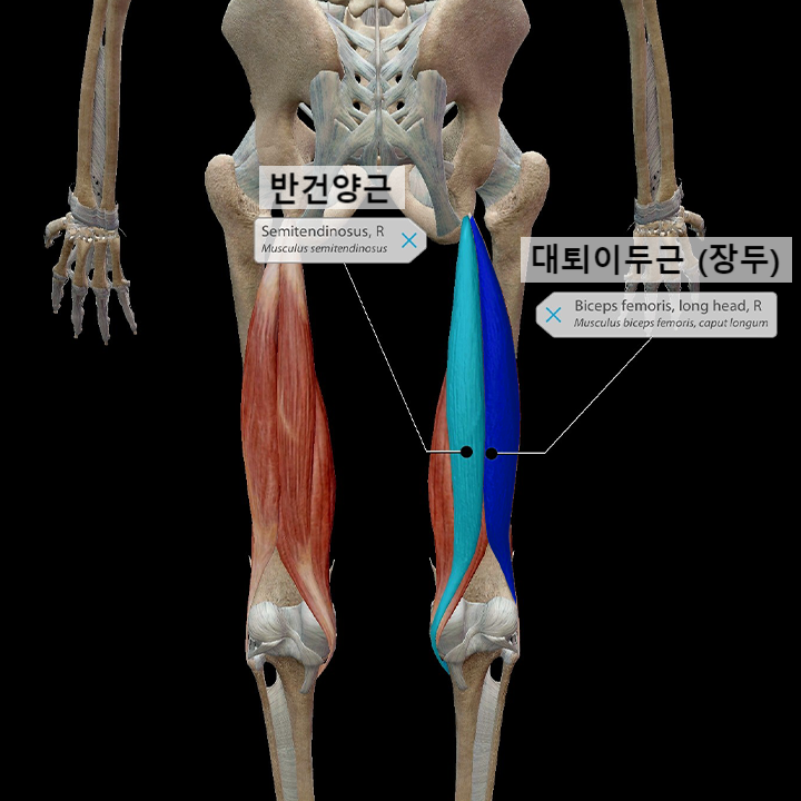 데드리프트는 왜 햄스트링 운동일까? (햄스트링에 대하여) : 네이버 블로그