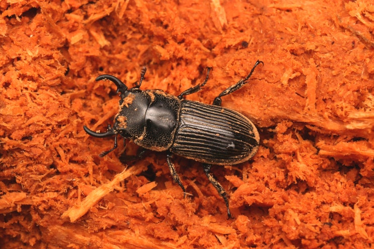 Aegus subnitidus subnitidus Waterhouse, 1873 꼬마넓적사슴벌레 : 네이버 블로그