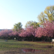 도쿄 동네의 왕벚꽃 나무