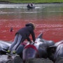 잔혹한 돌고래 사냥, 전통이란 이름의 학살