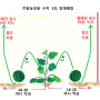 콩/토마토/오이/수박/참외 순지르기(곁순제거,순치기,적심)방법,심는(파종)시기,비료 주는방법