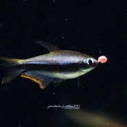 임페리얼 테트라(Imperial tetra)