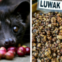 코피루왁(kopi luwak) 생산지이자 토라자, 만델링 등 스페셜티 커피 생산국인 인도네시아 커피 맛, 향미 특징에 대해서