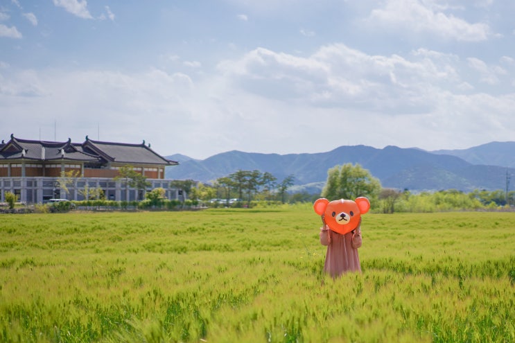 경주 여행/경주 청보리밭 - 황룡사지 분황사 청보리